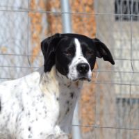 À l’adoption – daby, pointer mâle, bientôt 2 ans #2