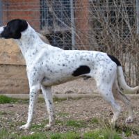 À l’adoption – daby, pointer mâle, bientôt 2 ans #4