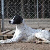 À l’adoption – daby, pointer mâle, bientôt 2 ans #5
