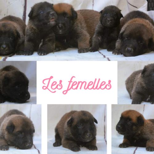 Chiot malinois lof #1
