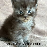 Chatons maine coon loof