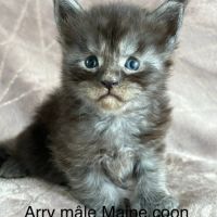 Chatons maine coon loof #2