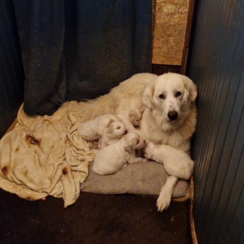 Chiots type montagne des pyrénées