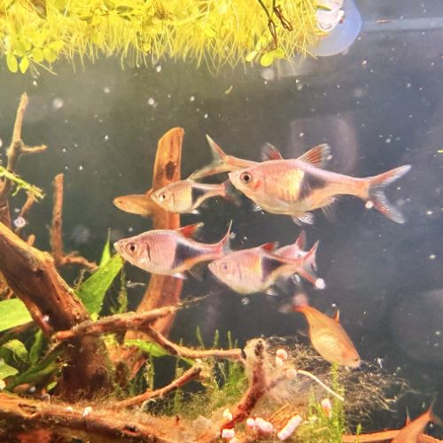 Rasbora arlequins
