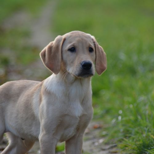 Mâles labrador retriever lof #1