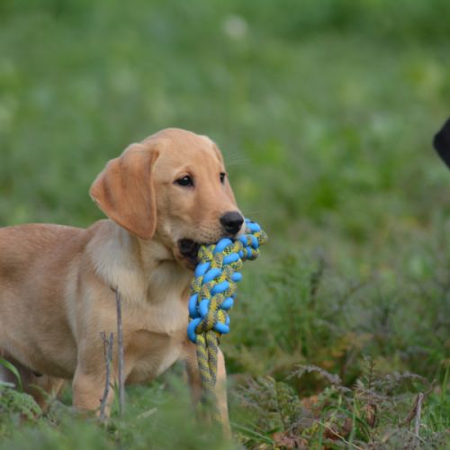 Mâles labrador retriever lof #3