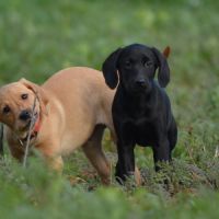 Mâles labrador retriever lof #4
