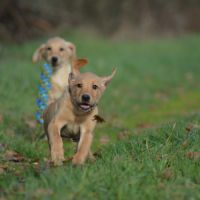 Mâles labrador retriever lof #5