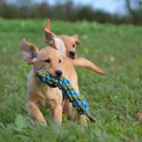 Mâles labrador retriever lof #6