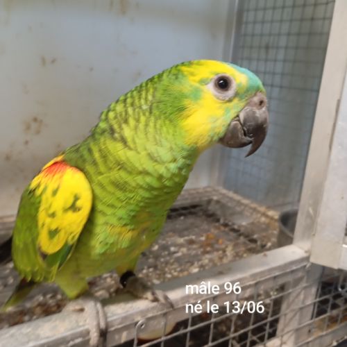 Perroquet amazones à front bleu mâles 2025 #1