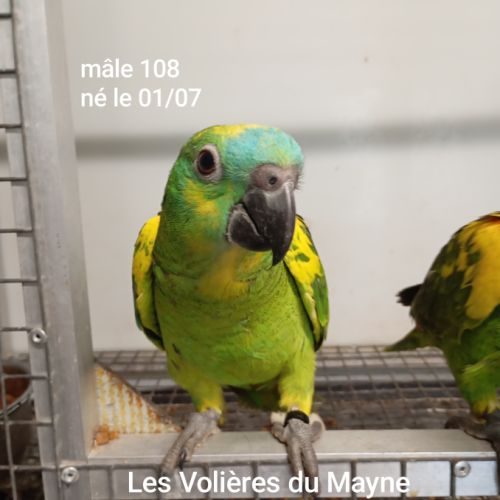 Perroquet amazones à front bleu mâles 2025 #2