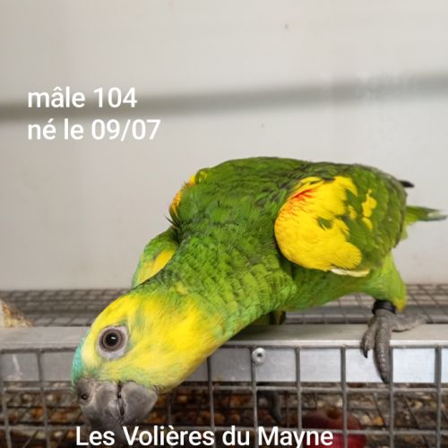 Perroquet amazones à front bleu mâles 2025 #3