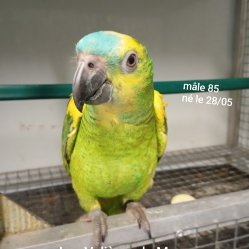 Perroquet amazones à front bleu mâles 2025 #4