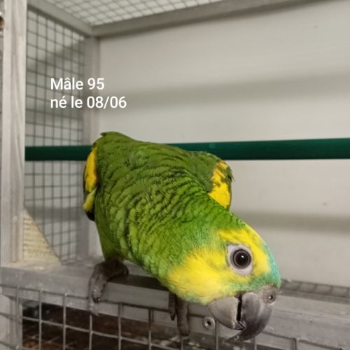 Perroquet amazones à front bleu mâles 2025 #0