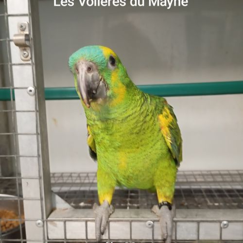 Perroquet amazones à front bleu mâles 2025 #6