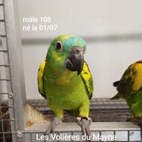 Perroquet amazones à front bleu mâles 2025 #2