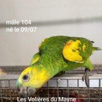 Perroquet amazones à front bleu mâles 2025 #3