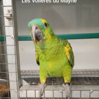 Perroquet amazones à front bleu mâles 2025 #6