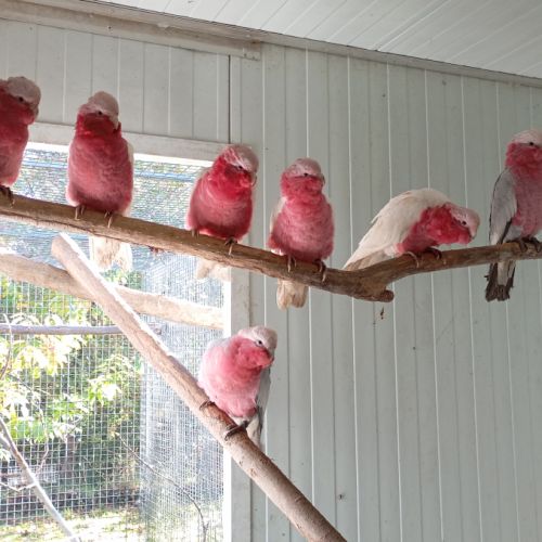 Cacatoès rosalbin 2025 et cacatoès de leadbeater #2