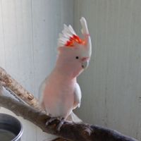 Cacatoès rosalbin 2025 et cacatoès de leadbeater