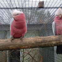 Cacatoès rosalbin 2025 et cacatoès de leadbeater #3