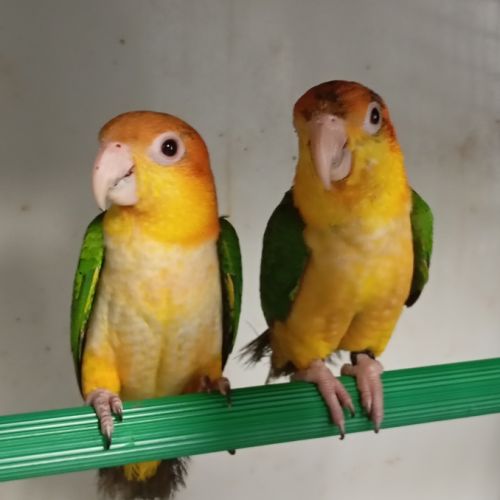 Caïque à tête orange et perroquet de jardine #2