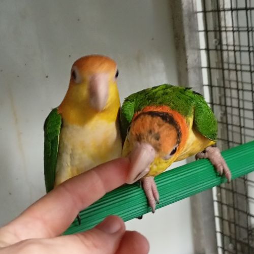 Caïque à tête orange et perroquet de jardine #3