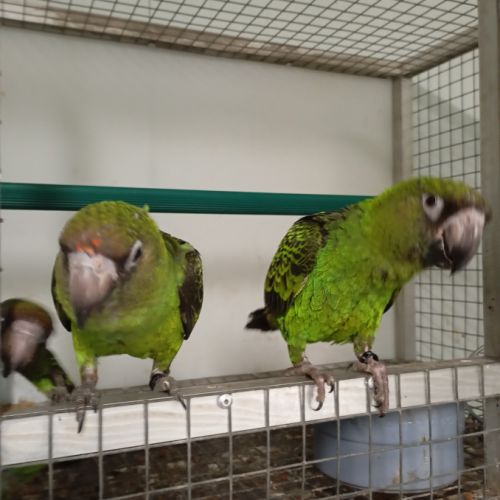 Caïque à tête orange et perroquet de jardine #5