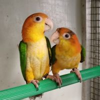 Caïque à tête orange et perroquet de jardine