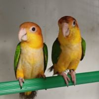 Caïque à tête orange et perroquet de jardine #2