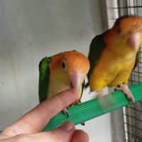 Caïque à tête orange et perroquet de jardine #4