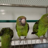 Caïque à tête orange et perroquet de jardine #7