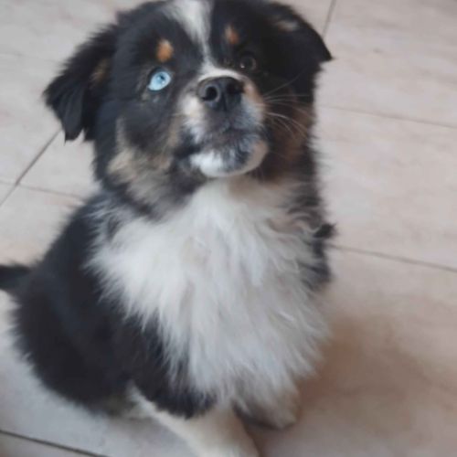 2 mâles noir tricolore berger americain miniature #1