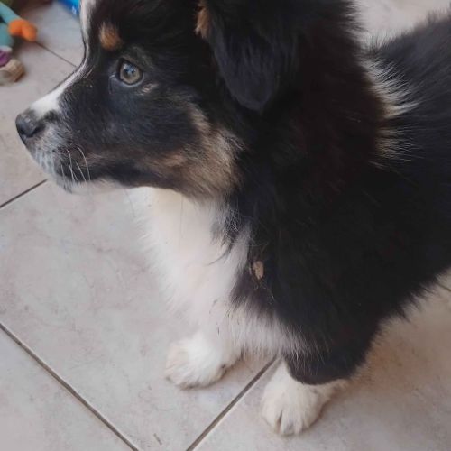 2 mâles noir tricolore berger americain miniature #3