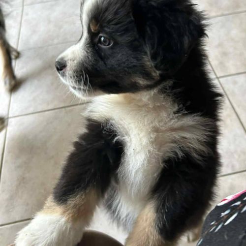 2 mâles noir tricolore berger americain miniature #4