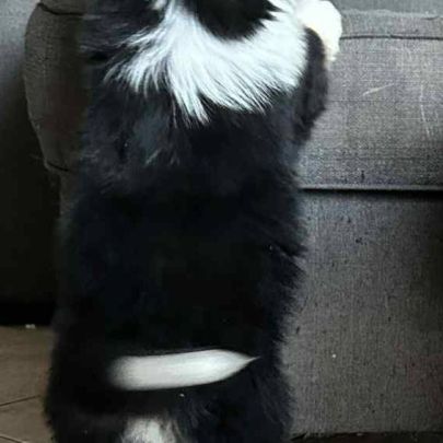 2 mâles noir tricolore berger americain miniature #5