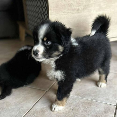 2 mâles noir tricolore berger americain miniature #6