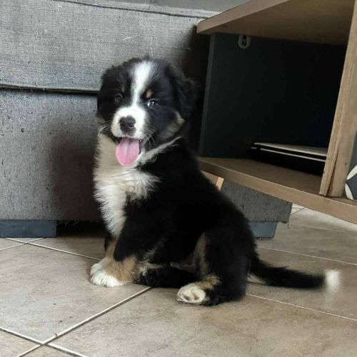 2 mâles noir tricolore berger americain miniature #7