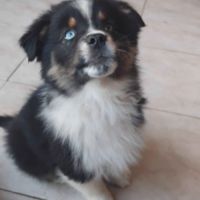 2 mâles noir tricolore berger americain miniature #1