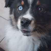 2 mâles noir tricolore berger americain miniature