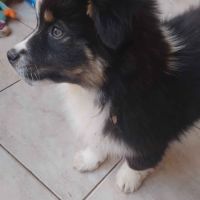 2 mâles noir tricolore berger americain miniature #3