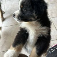 2 mâles noir tricolore berger americain miniature #4