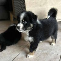 2 mâles noir tricolore berger americain miniature #6