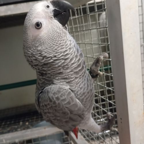 Femelle gris du gabon 2025 #2