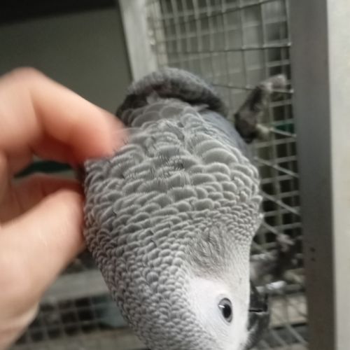 Femelle gris du gabon 2025 #3