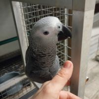 Femelle gris du gabon 2025