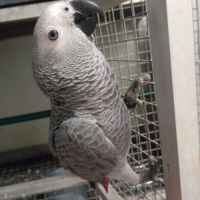 Femelle gris du gabon 2025 #2