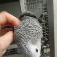 Femelle gris du gabon 2025 #3