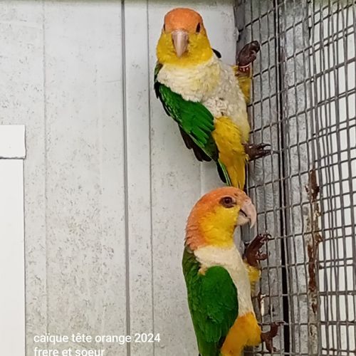 Caiques à tête orange, cuisses jaunes 2024 #2