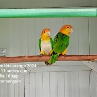 Caiques à tête orange, cuisses jaunes 2024